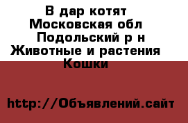 В дар котят - Московская обл., Подольский р-н Животные и растения » Кошки   